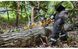 Пила цепная аккумуляторная бесщёточная DeWALT DCMCS574X1 DCMCS574X1 фото 8